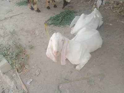 bakra