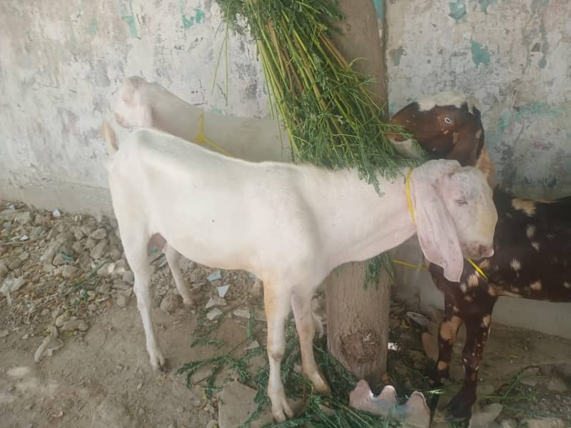 bakra 1