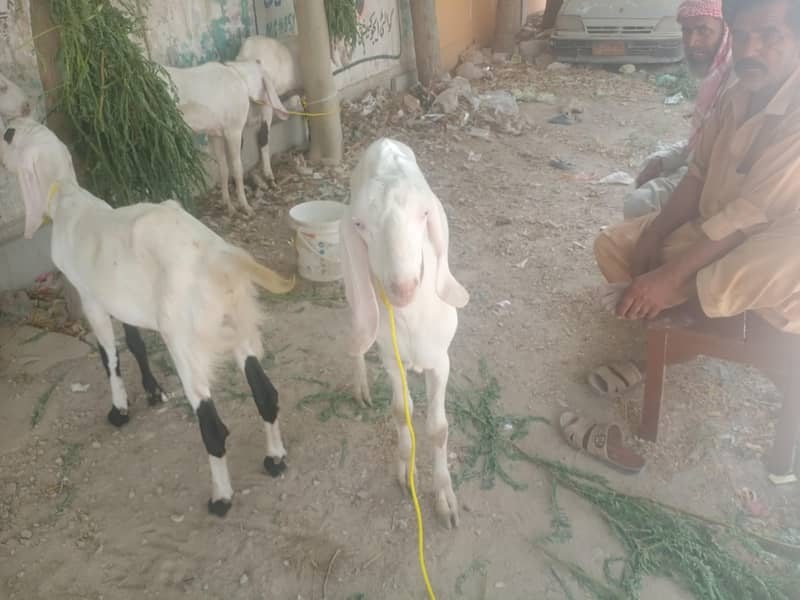 bakra 2