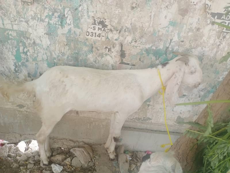 bakra 3