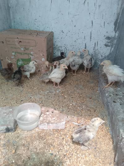 Ghar k chozay for sale dasi murgi k bachay