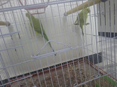 Ringneck green parrot