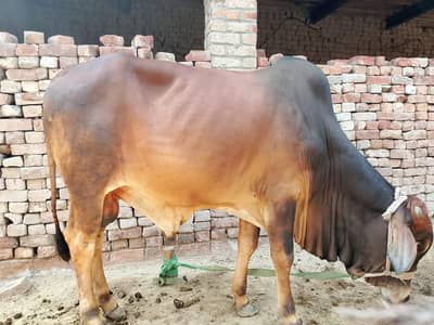 Qurabi ka lye For sale  Demand 12lac pair
