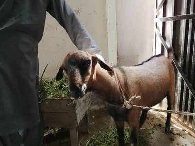 donda bakra contact 03258000225