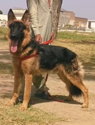 german Shepherd dog\Double coat german Shepherd \ gsd dog