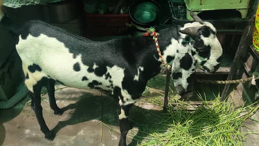 BAKRA