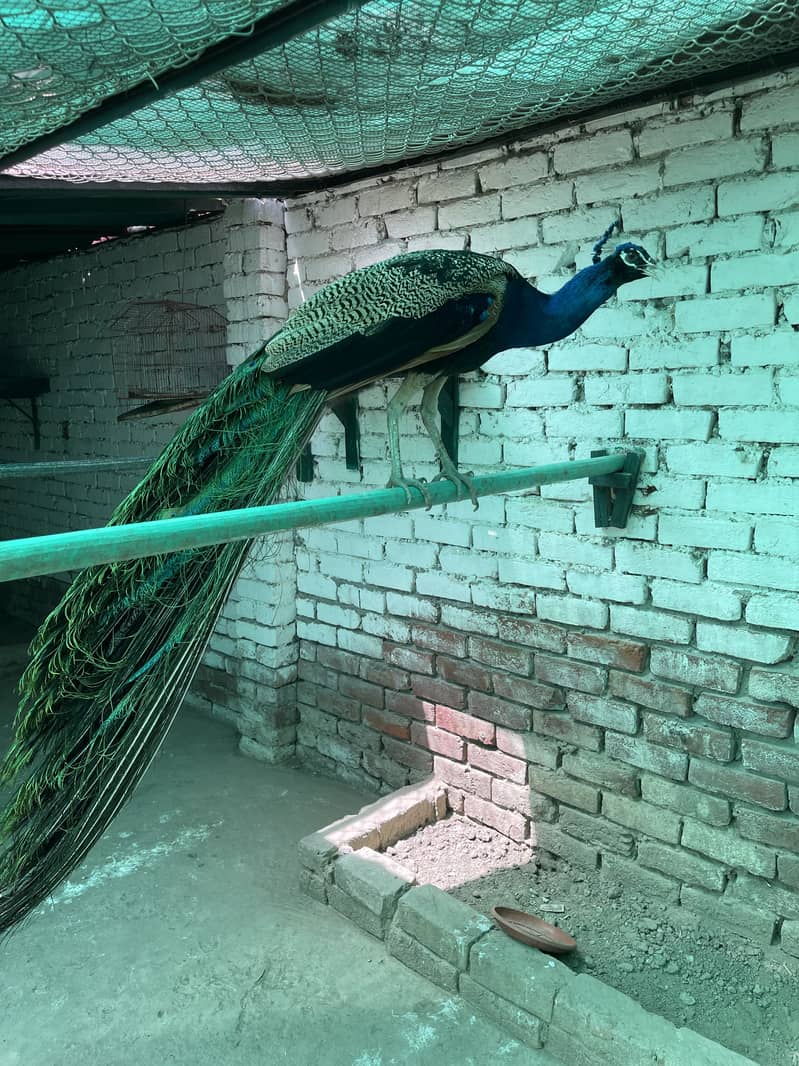 Peacock 0