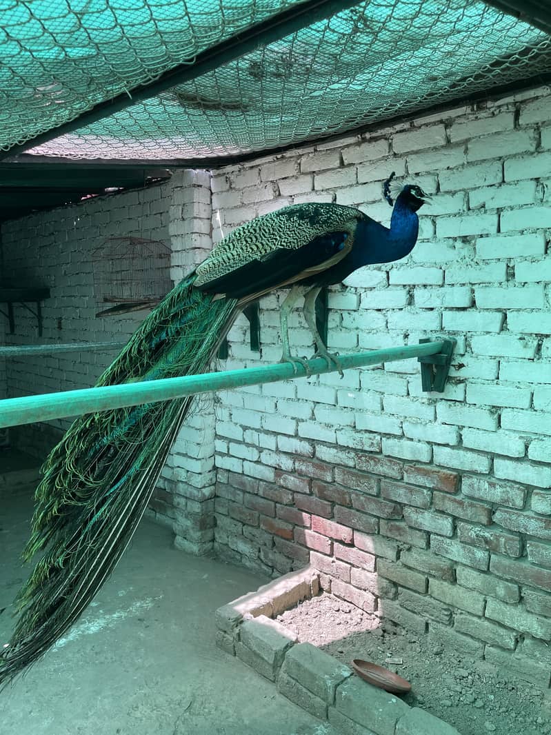 Peacock 1