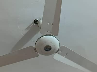 4 Royal Fans And 2 Pak fan used