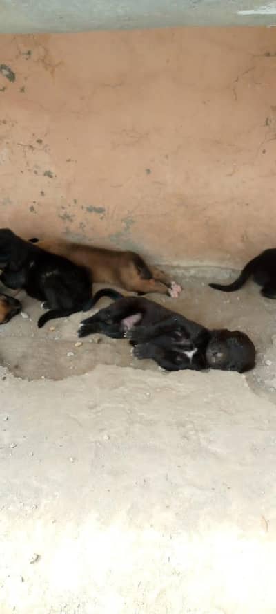German shepherd cross puppies
