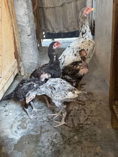 aseel MIANWALI chicks