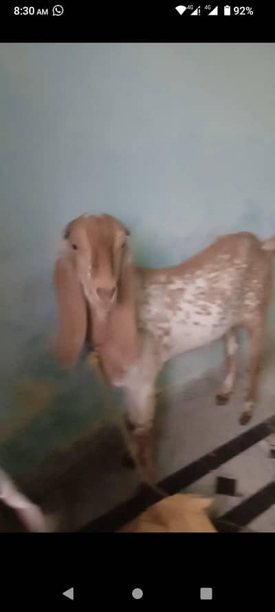 Qurbani KY bakry sale k Liye available Hy