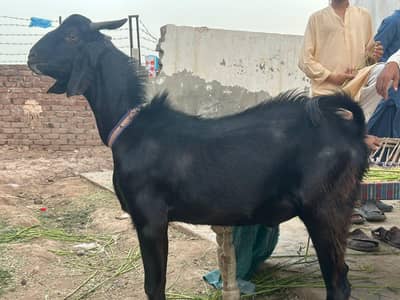 Bakra for sale, Eid Bakra, qurbani Bakra for sale, Goat for qurbani