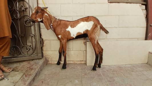 Qurabni k liye active aur healthy bakre
