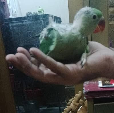 Raw chick home bread  no bite best age for learn