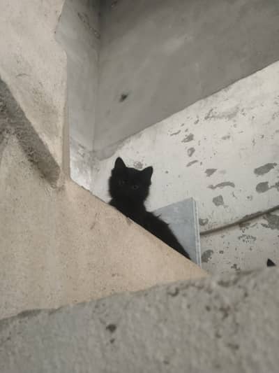 Sami persian cat with 3 kittens of 2cord persian 03055578154