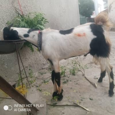 Masahallah qurbani wala janwar available