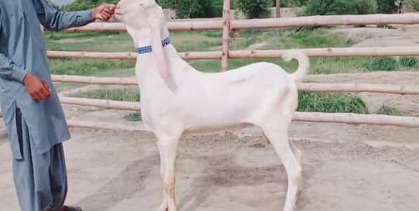Bakra 2 dant qurbani ke liye call-""03460421993