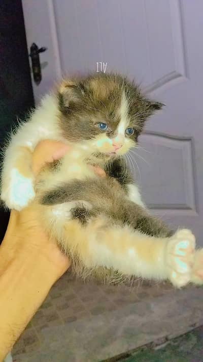 Beautiful pershyan triple coated long coat kitten available now