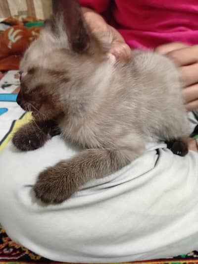 semi Doll Face kitten