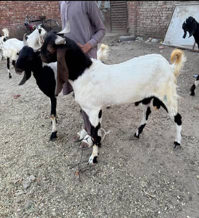 qurbani ka bakra munasib qeemat par dastiyab hain