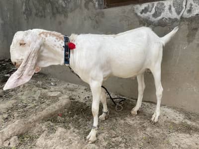 bakra