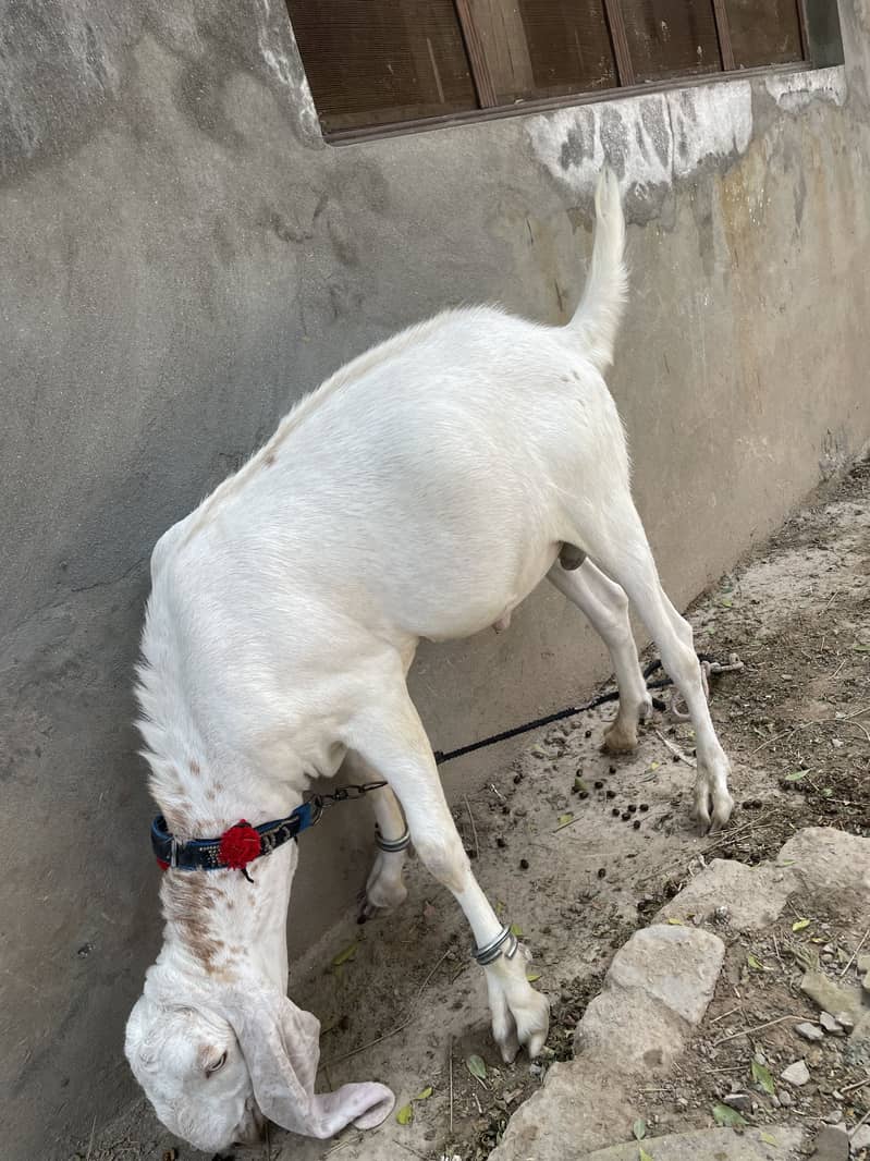 bakra 1