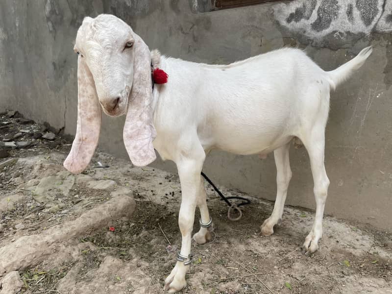 bakra 2