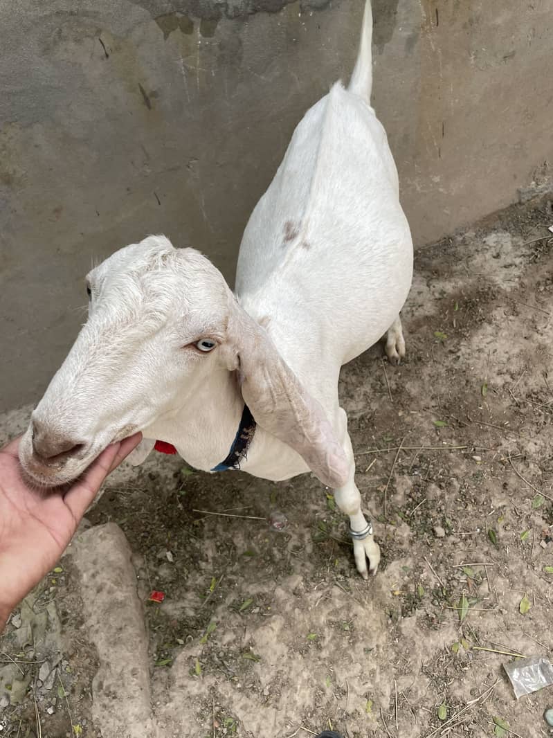 bakra 3