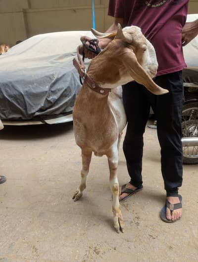 Goat for sale