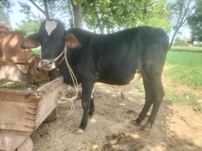 Qurbani 2026 2 lack 20 hzr