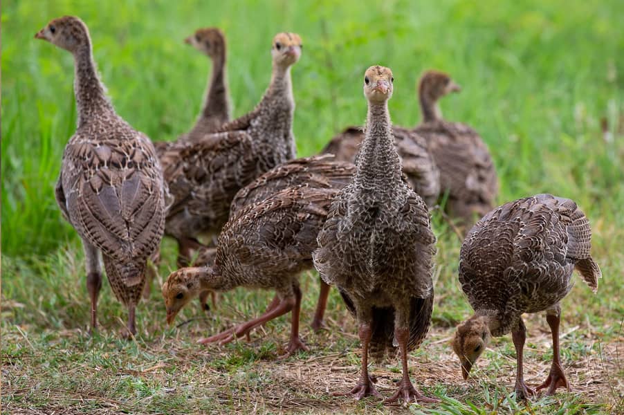 Turkey chicks 0