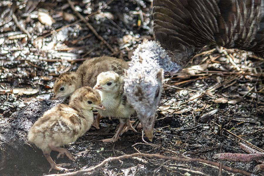 Turkey chicks 1