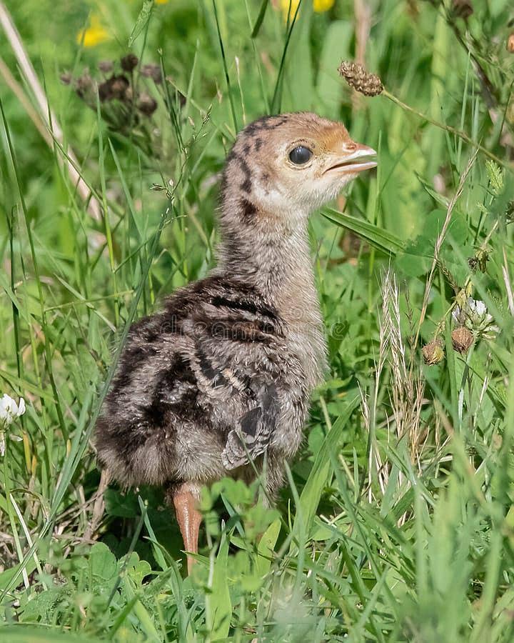 Turkey chicks 2