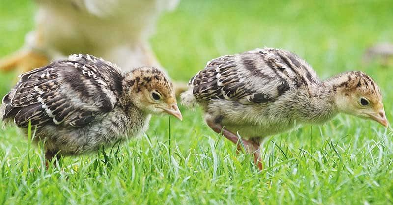 Turkey chicks 3
