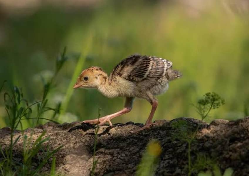 Turkey chicks 4