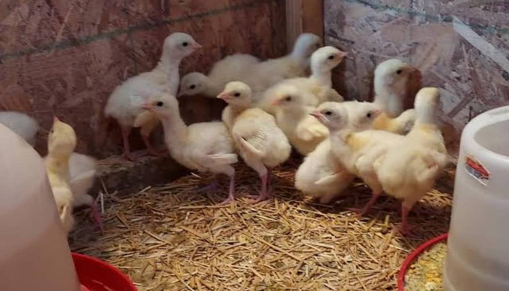 Turkey chicks 5