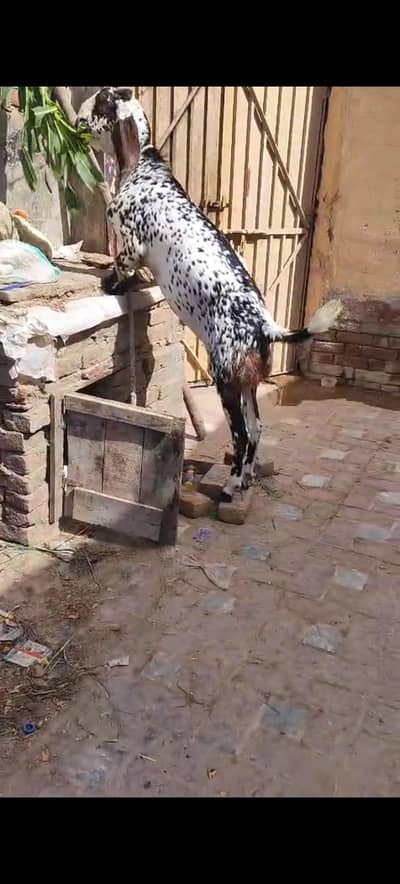 mhakha chena bakra