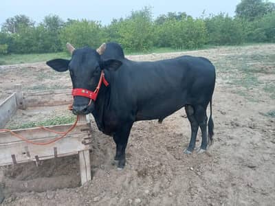 black ox