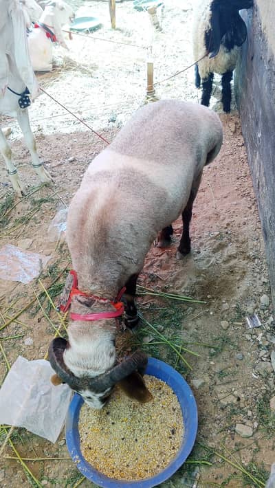 Sheep Healthy