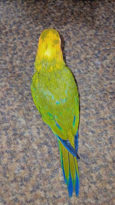 sun conure for sale
