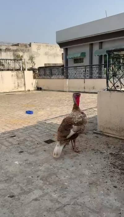 Turkey Birds Egg start's