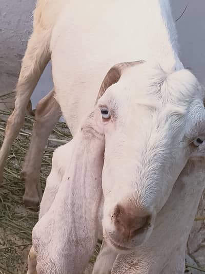 Rajan poori Bakra 4 dant for sale