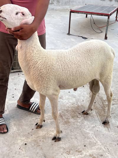 2 Dumbay for sale