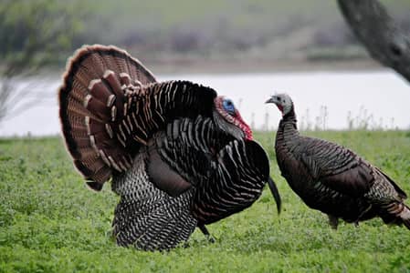 Turkey Chicks and Breader Females available