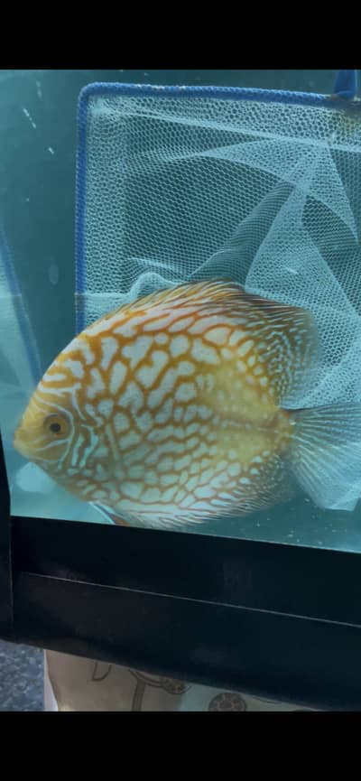 Discus Adult Pair For sale
