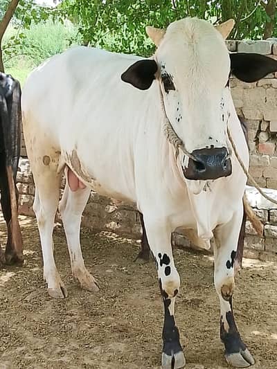 *  Desi Qurbani Bull – Vill. Padshahan,Chakwal  *