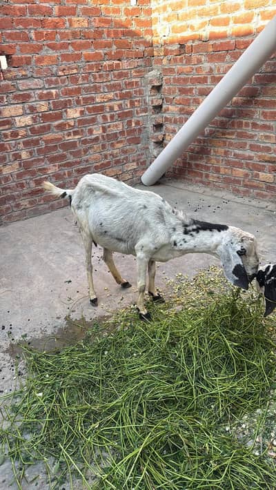 Goat Sell Qurbani k Liye Best Sasti hai