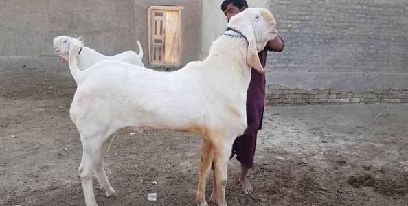 Rajanpuri Qurbani Goat – 2 Teeth Ready for Eid / call _03102718755