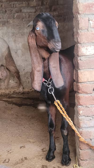 pure nagra bakra. gr ka pallla hua. is baky ki paidaidh k din ki b pic